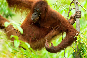Orangutangas. Borneo, Malaizija