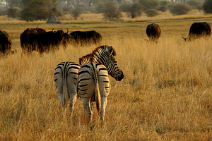 Okavango Delta. Botsvana
