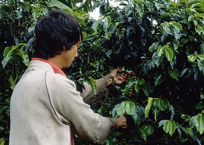 Kolumbijos kava