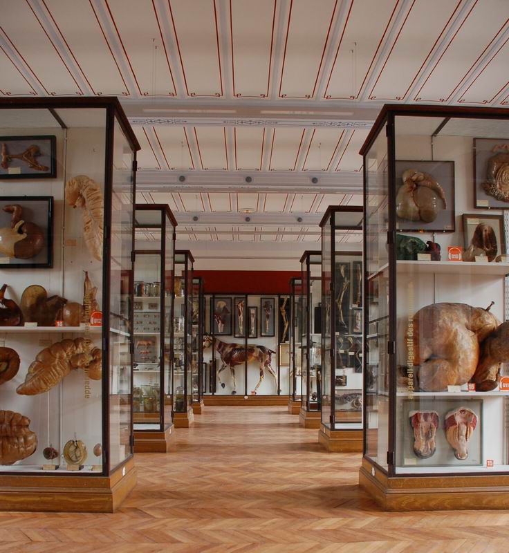 Karališkosios Veterinarijos mokyklos muziejus