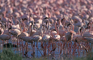 Kenija_Bogoria