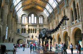 Londonas, National History Museum