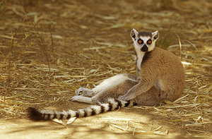Lemūras. Madagaskaras