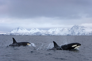 Plaukiojimas su banginiais - žudikais, Norvegija