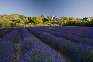 Luberon and Mont Ventoux. Provansas. Prancūzija