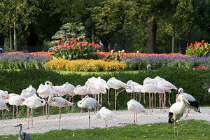 Wilhelma parkas, Štutgartas