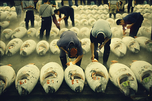 Tsukiji Fish Market, Tokijas, Japonija