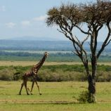 Safaris Masai Mara parke Pažintis su Kenijos parkais