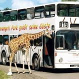 Serengečio safaris