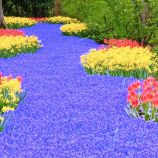 Keukenhofo gėlių parkas Olandijoje