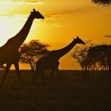 Serengečio parkas, Afrika