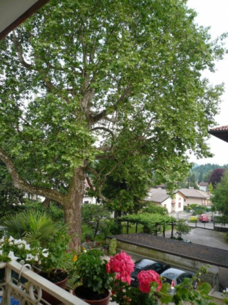 Albergo Centrale