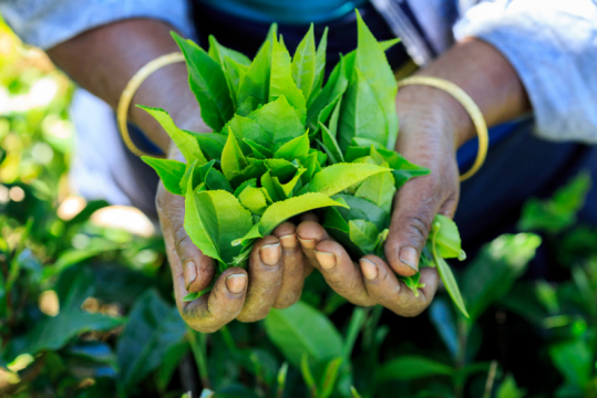shutterstock_669123106(1)_tea fields in Sri Lanka