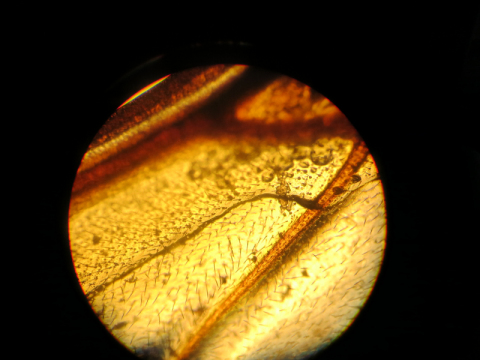 Bio2