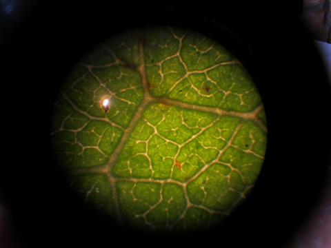 Bio3